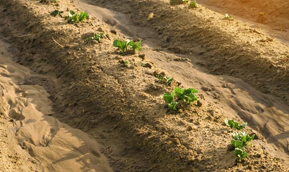 Young sprouts of potatoes make way from under the earth. Beginning crop growth. Planting potato plantations, caring for plants, protection from pests and diseases. Agribusiness, farming, agriculture