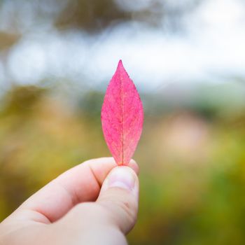 Hands holding pink fall leaves in autumn season.