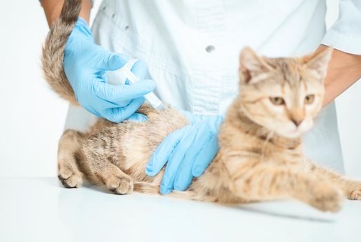 Unrecognizable woman veterinary doctor giving injection of vaccine to kitten in clinic.