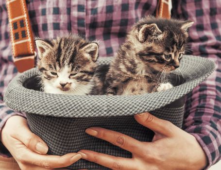 Female hands holding hat with two cute tabby kittens.