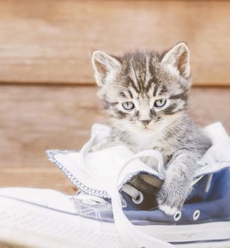 Cute tabby kitten sitting in a shoe on a wooden background.
