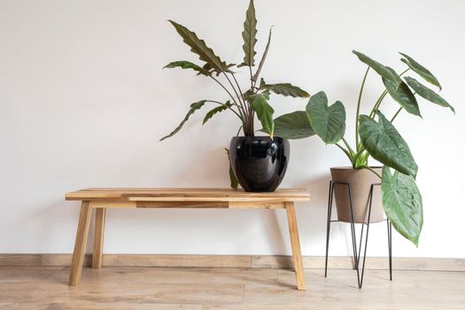 Modern interior hallway or living room in the Scandinavian style. Wooden bench and two stylish green house plants beauty