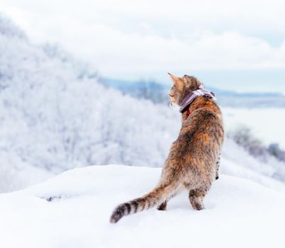 Curious traveler cat walking in winter and looking at forest.