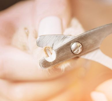 Woman holding cat paw and trimming claws, close-up.