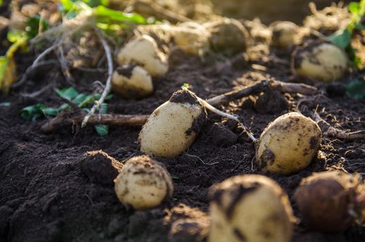 Fresh potatoes on ground. Freshly dug organic potato vegetables lie on moist, loose ground with tops. Gardening and farming. Agricultural production. Bountiful harvest Growing food on the farm field.