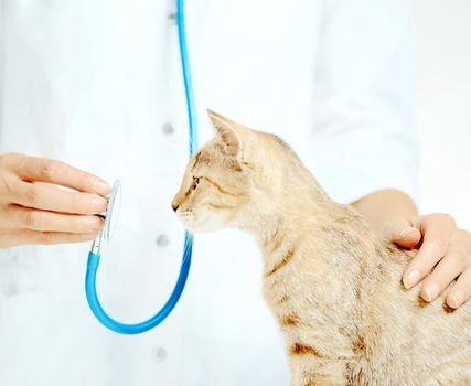 Curious cute cat looking at stethoscope on a visit to veterinarian doctor in clinic.