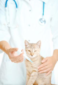 Unrecognizable doctor veterinarian holding syringe with vaccine to injection for a cat, focus on hand with syringe.