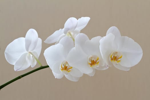 White branch of orchid on beige background