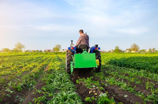 Farmer digs out a crop of potatoes. Harvest first potatoes in early spring. Farming and farmland. Agro industry and agribusiness. Support for farms. Harvesting mechanization in developing countries.