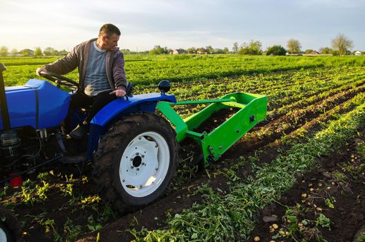 Farmer digs out a crop of potatoes. Harvest first potatoes in early spring. Farming and farmland. Agro industry and agribusiness. Harvesting mechanization in developing countries. Support for farms