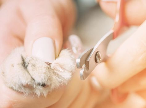 Female veterinarian holding cat paw and trimming nails with clippers, close-up.
