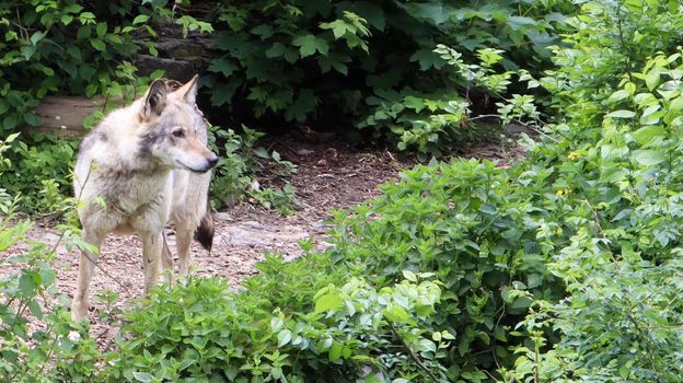 Lone forest gray wolf standing among green trees and bushes