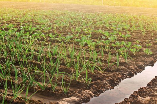 Leek and young cabbage plantations. Growing vegetables on the farm, harvesting for sale. Agribusiness and farming. Countryside. Cultivation and care for plantation. Improving efficiency of crop.