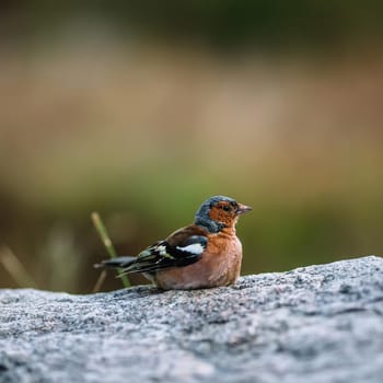 Nice colour light brown bird sitting on the stone with blurry background.