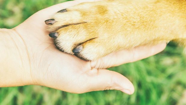 Dog paw and human hand doing handshake outdoor, concept of friendship.