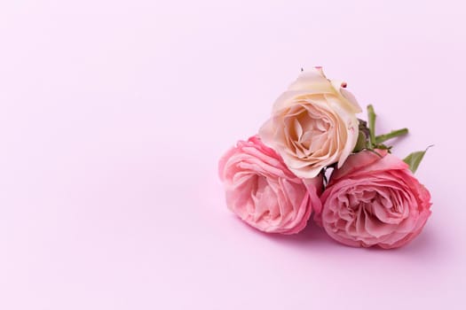 Three delicate roses on a beautiful pink background with space for text