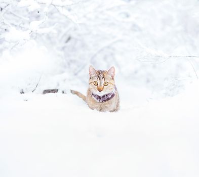 Explorer cute cat of ginger color walking in snowy forest.