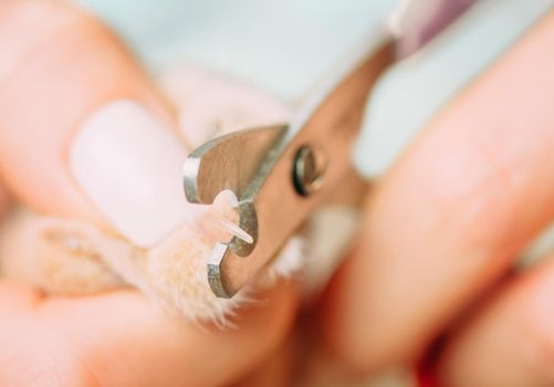 Female veterinarian holding paw of domestic cat and trimming nails with clippers, close-up.