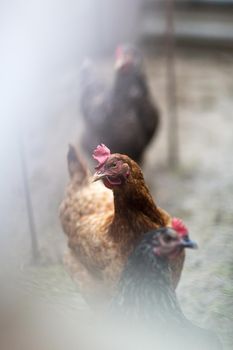 Portrait of chicken in crowded barn, small depth of field