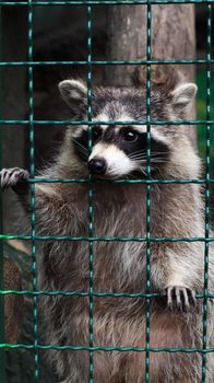 A raccoon in a cage in a zoo is scanning the grill. Portrait of a raccoon looking at the camera without touching the eyes. genus of predatory mammals of the raccoon family. inhabitants of America