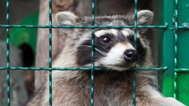 A raccoon in a cage in a zoo is scanning the grill. Portrait of a raccoon looking at the camera without touching the eyes. genus of predatory mammals of the raccoon family. inhabitants of America