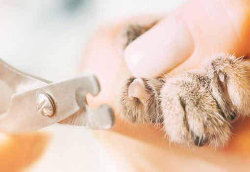 Female veterinarian holding cat paw and cutting claws, close-up.