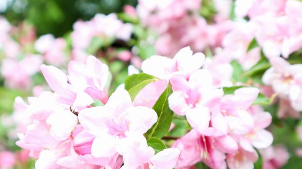 Pink azalea in the garden. Close-up of pink Rhododendron indicum flowers in full bloom