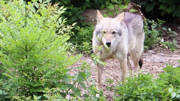 Lone forest gray wolf standing among green trees and bushes