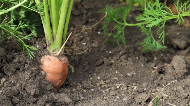 Fresh ripe organic carrots in the garden. Large and ripe vegetables in the ground. Carrot vegetable grows in the garden in an organic soil background closeup