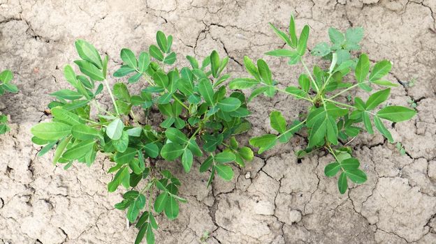 Growing organic peanuts, outdoor peanut bushes grow in the ground in the vegetable garden. Peanut tree in agricultural plantations.