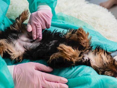 The family veterinarian palpates the belly of a small puppy. Digestive problems in purebred dogs