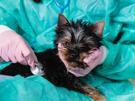 Yorkshire terrier puppy in a veterinary clinic, female veterinarian doctor listens with a phonendoscope to a dog