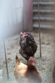 Portrait of chicken in crowded barn, small depth of field