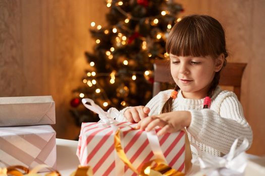 Dark haired female kid with pigtails wearing white sweater sitting at table near Christmas tree and packing presents for her parents, having concentrated look.