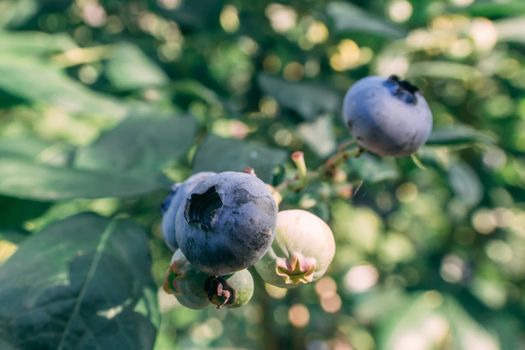 Some blueberries on a branch in the garden at summer sunny day close up shot, healthy food concept