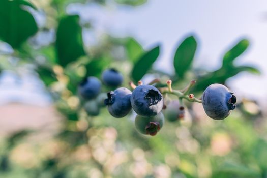 Some blueberries on a branch in the garden at summer sunny day close up shot, healthy food concept