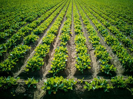 Vegetable rows growing in the field