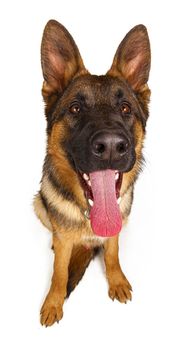 Cute German shepherd looking up isolated on white background. High quality photo