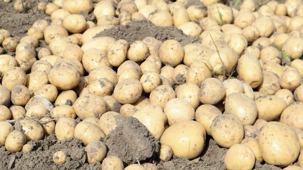 Freshly dug Riviera potatoes lie a lot on the ground in the garden. Obtained by crossing Minerva and Alkmaria. It is intended for sale on the market of early potatoes and for sale in washed form