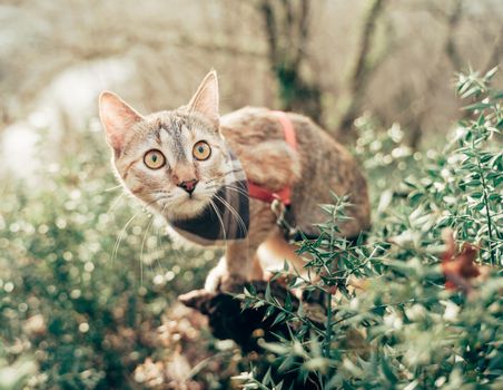 Explorer tabby cat of ginger color sitting outdoor in forest and looking on something with surprised emotion.