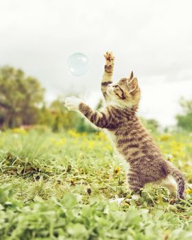 Cute tabby kitten playing with soap bubble on sunny summer day outdoor.