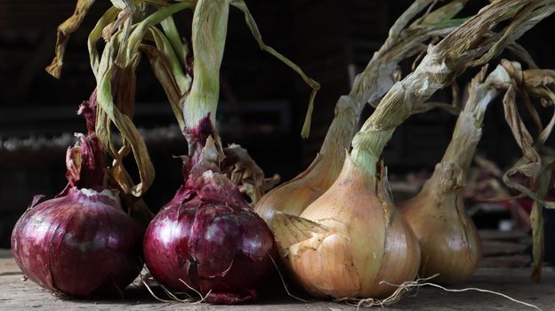 Fresh large onion yellow and purple onions on a very old oak wooden board outdoors. Perennial herb of the Onion family, a widespread vegetable crop