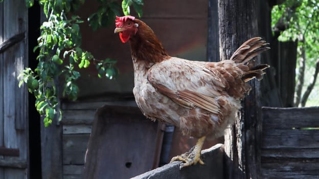 One large red-brown laying hen in the countryside on a sunny day against a colorful summer background. Loman Brown belongs to the egg type of chickens. Poultry breeding, chicken and egg production