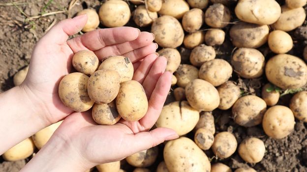 a farmer holds a young yellow potato just dug out of the ground in a vegetable garden. Harvesting and seasonal work in the field. fresh vegetables in female hands in the garden. Agriculture