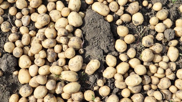 Freshly dug Riviera potatoes lie a lot on the ground in the garden. Obtained by crossing Minerva and Alkmaria. It is intended for sale on the market of early potatoes and for sale in washed form