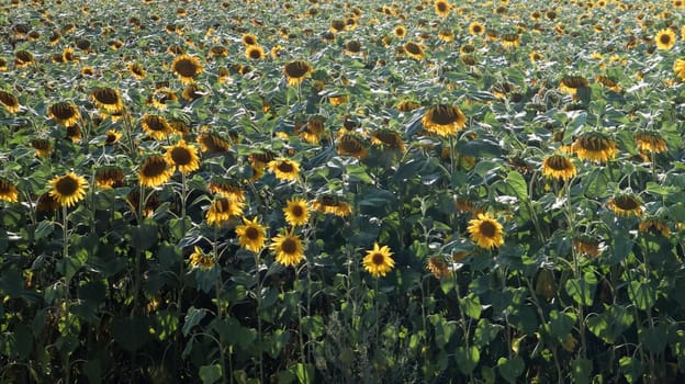 Beautiful landscape, a field of beautiful and bright yellow-gold sunflowers on a bright sunny day. Ecology concept photo. Agricultural industry. Perfect wallpaper. Agricultural industry
