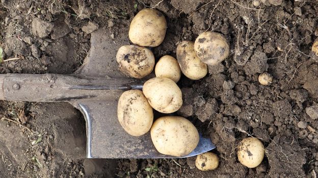 Harvesting from the soil on the plantation of early young potatoes. Fresh organic potatoes are dug out of the ground with a shovel in a farm garden