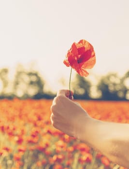 Female hand holding poppy on background of flower meadow.
