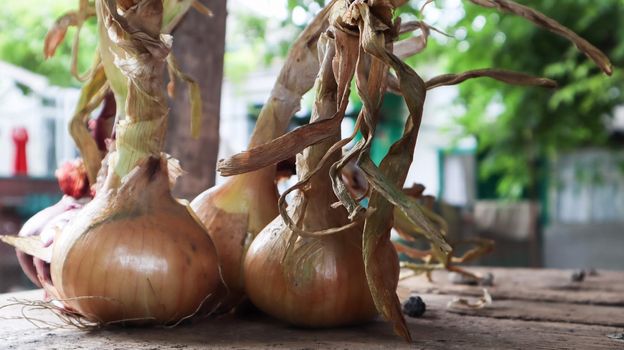 Fresh large yellow onions on a very old oak wood board outdoors. Perennial herb of the Onion family, a widespread vegetable crop