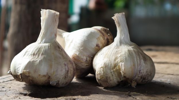 Three heads of Messidor garlic on a wooden background. This variety is high yielding, good quality, ripens early and has high yields. The main color of dry outer scales is yellowish white